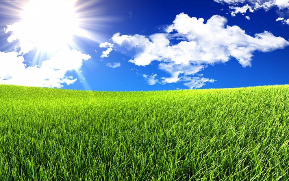 Фон зеленая трава и небо