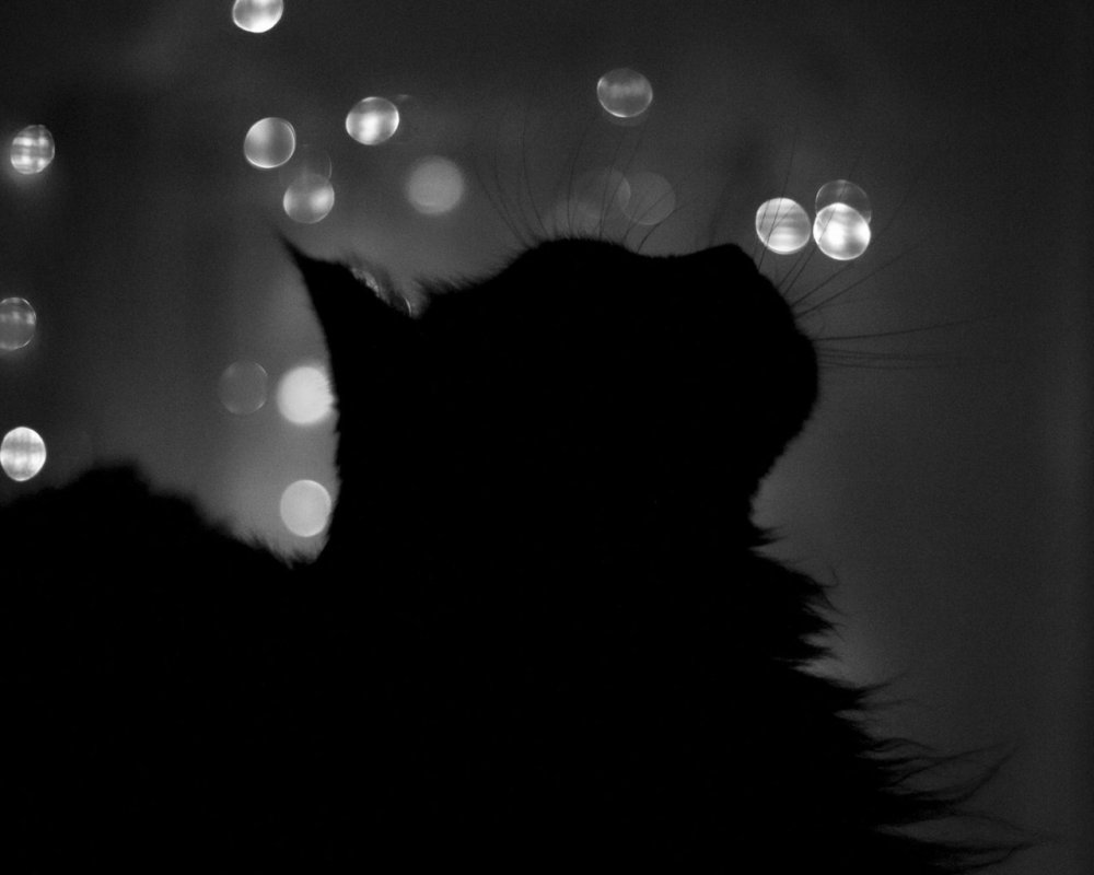 Кошка во тьме