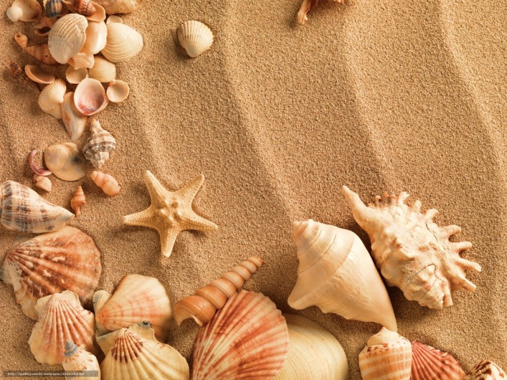 Ракушки морские на песке