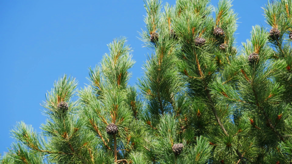 Сосна Кедровая Сибирская (кедр) Pinus sibirica