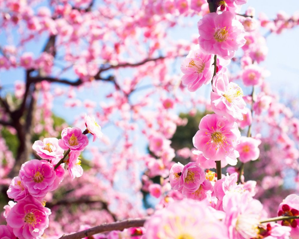 Цветы сливы Япония