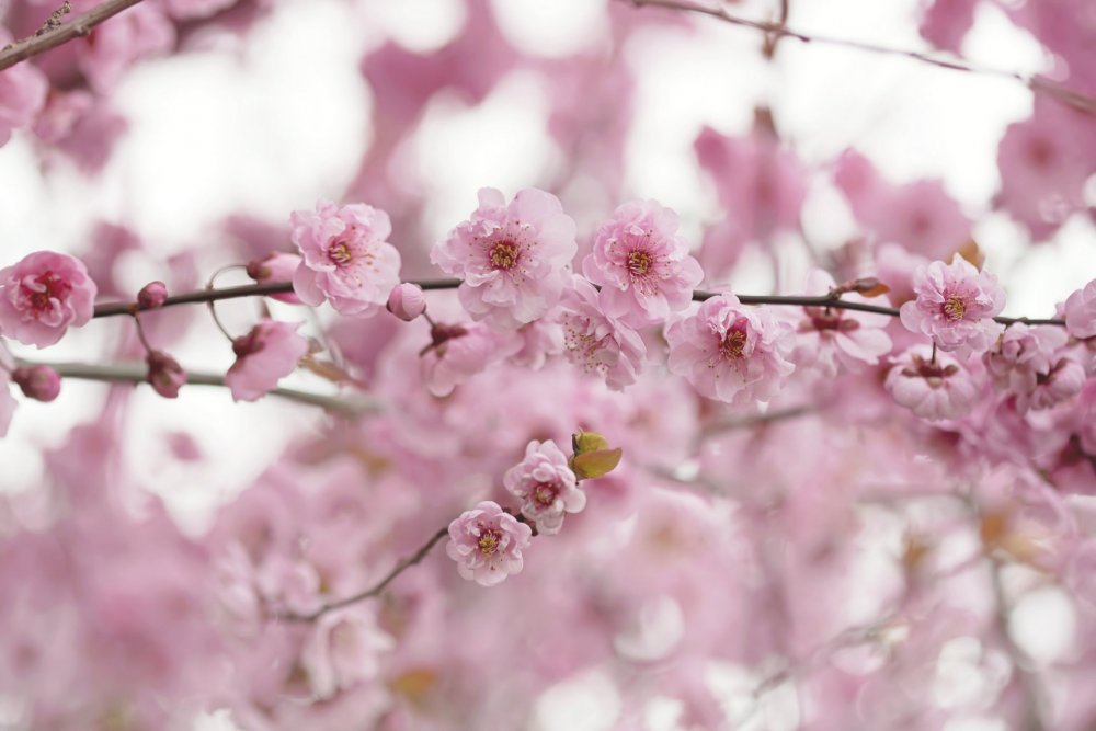 Цветы нежно розовые Сакура