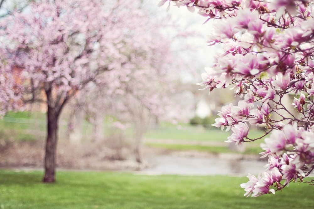 Цветущие деревья весной