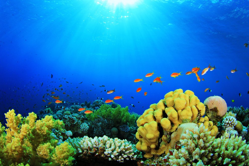 Барьерный риф новой Каледонии