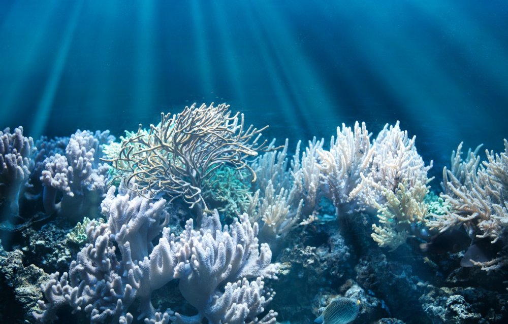 Коралловом рифе отлив