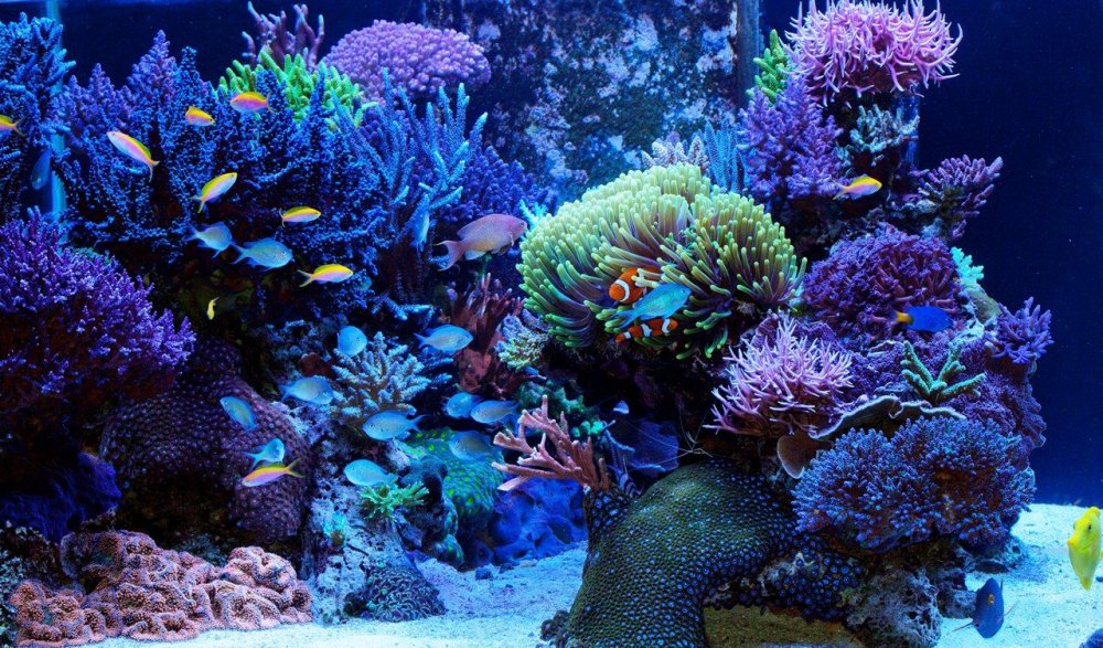 Морской риф аквариум