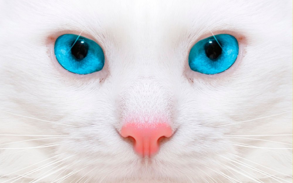 Као мани кошка с голубыми глазами