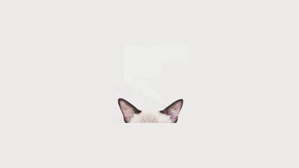 Кошка на однотонном фоне