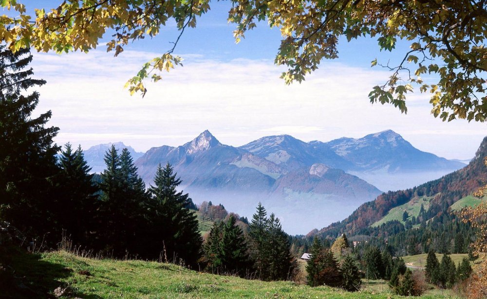 Лес и горы Швейцария