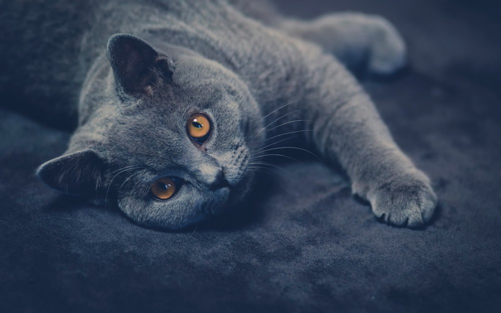 Британский серый кот с голубыми глазами