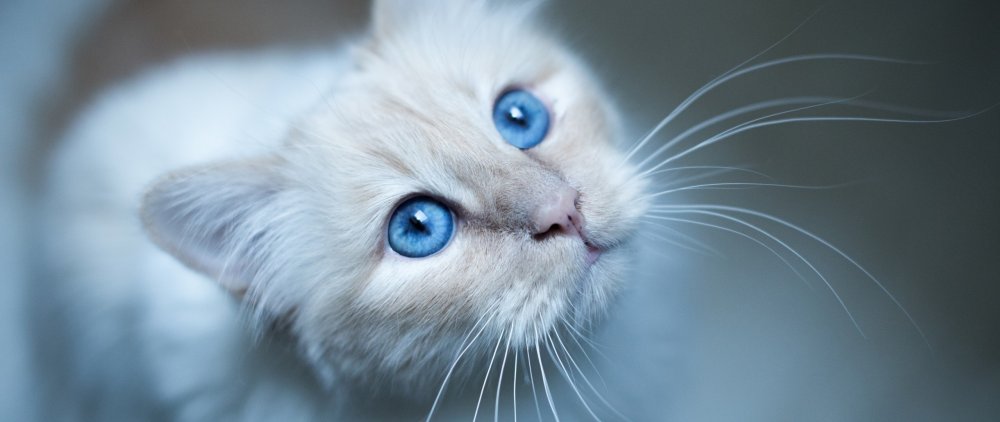 Котенок с голубыми глазами