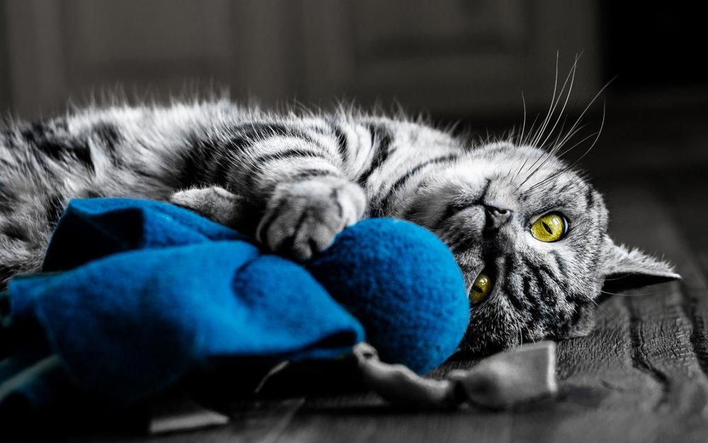 Кот на синем фоне