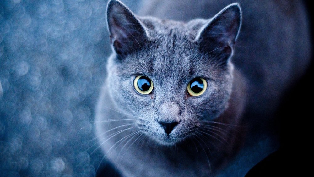 Русская голубая кошка валпейпер