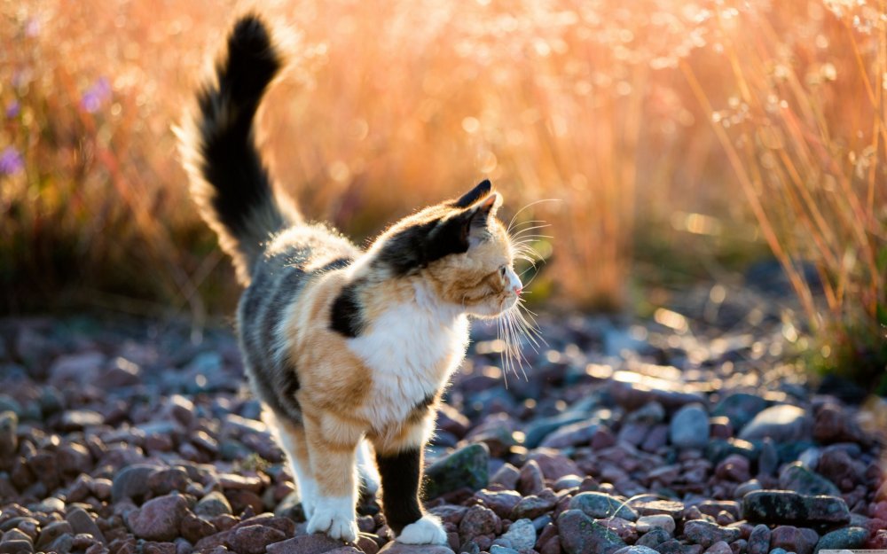 Красивая кошка на природе