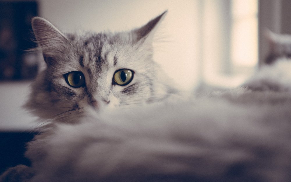 Серый пушистый кот с голубыми глазами