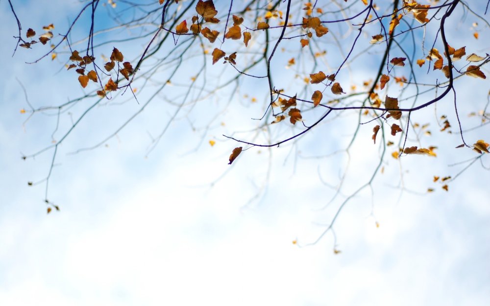 Осенние ветки на фоне неба