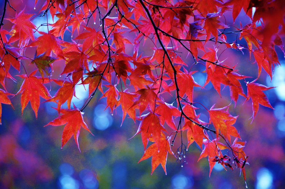 Осенняя листва вертикально