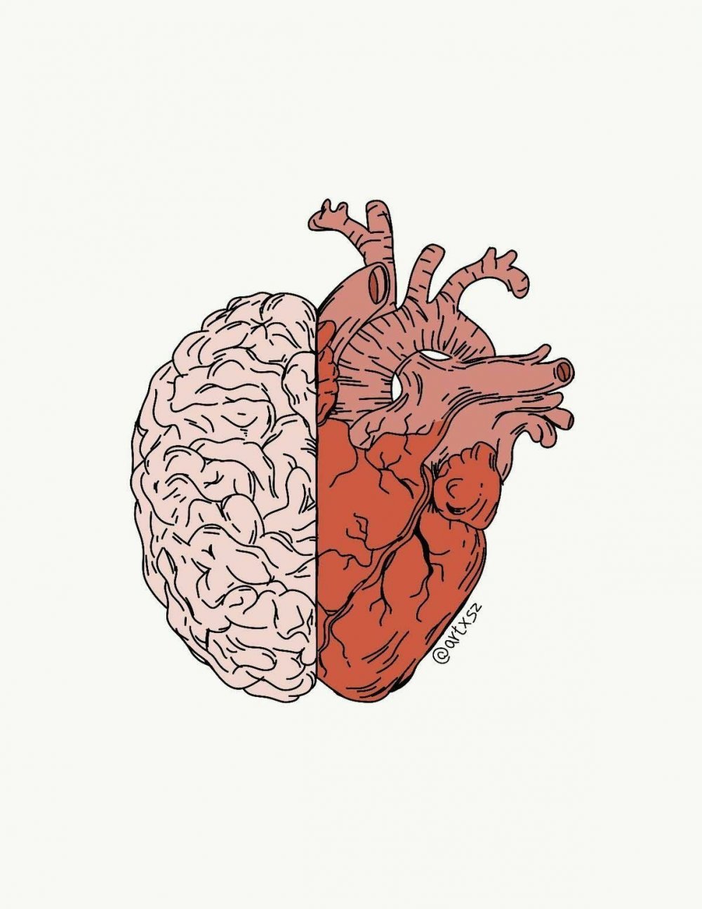Сердце и мозг человека