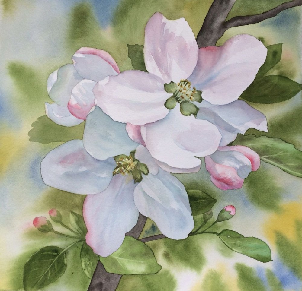 Ветка цветущей яблони акварель