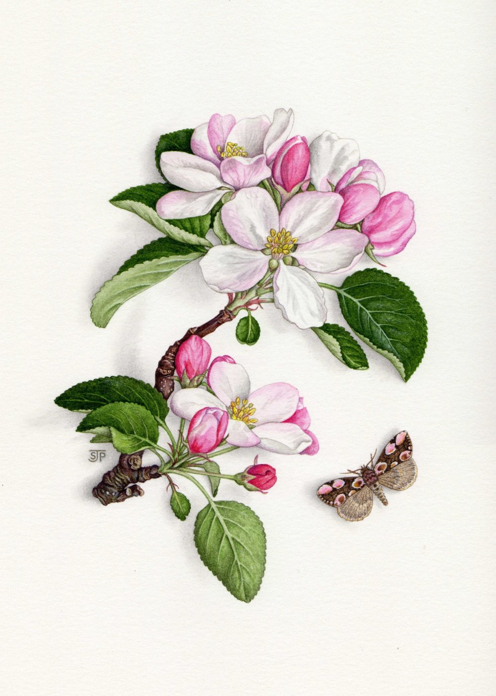 Яблоневый цвет Ботанические иллюстрации