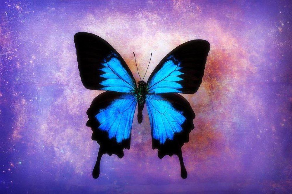 Красивые голубые арт бабочки
