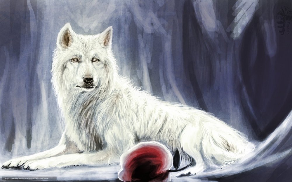 Красивый белый волк арт
