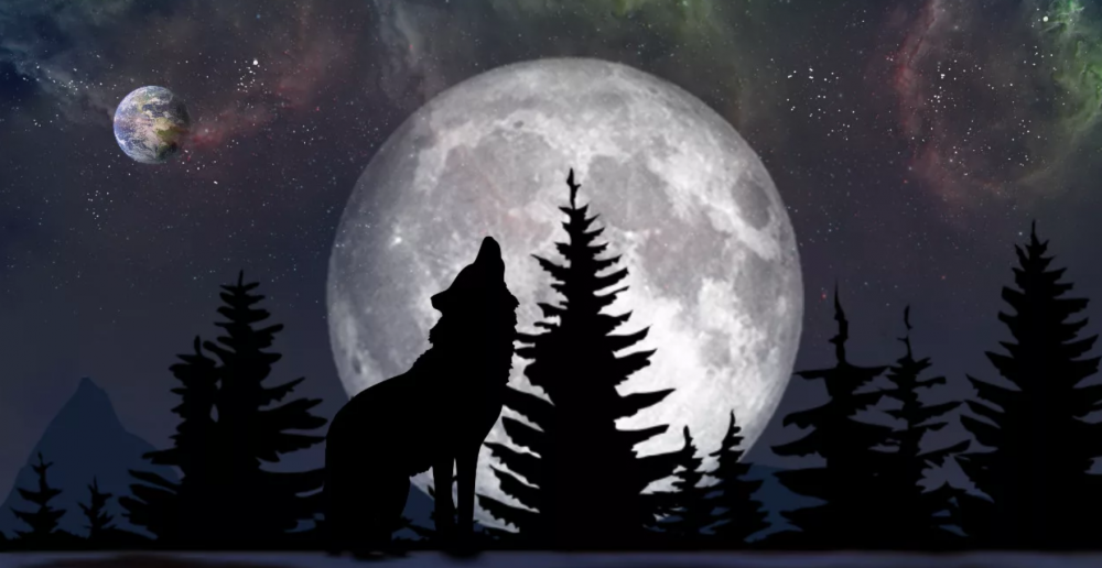 Волк лес Луна