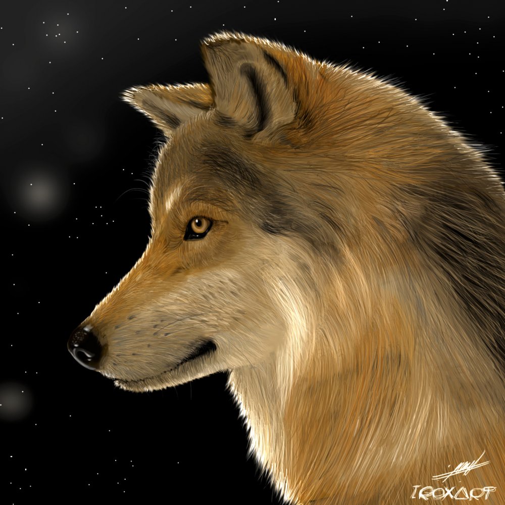 Волчица в профиль