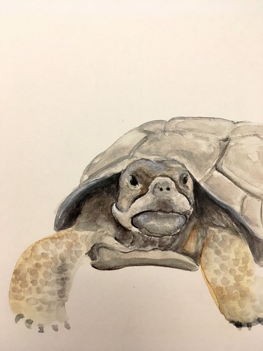 Черепаха арт