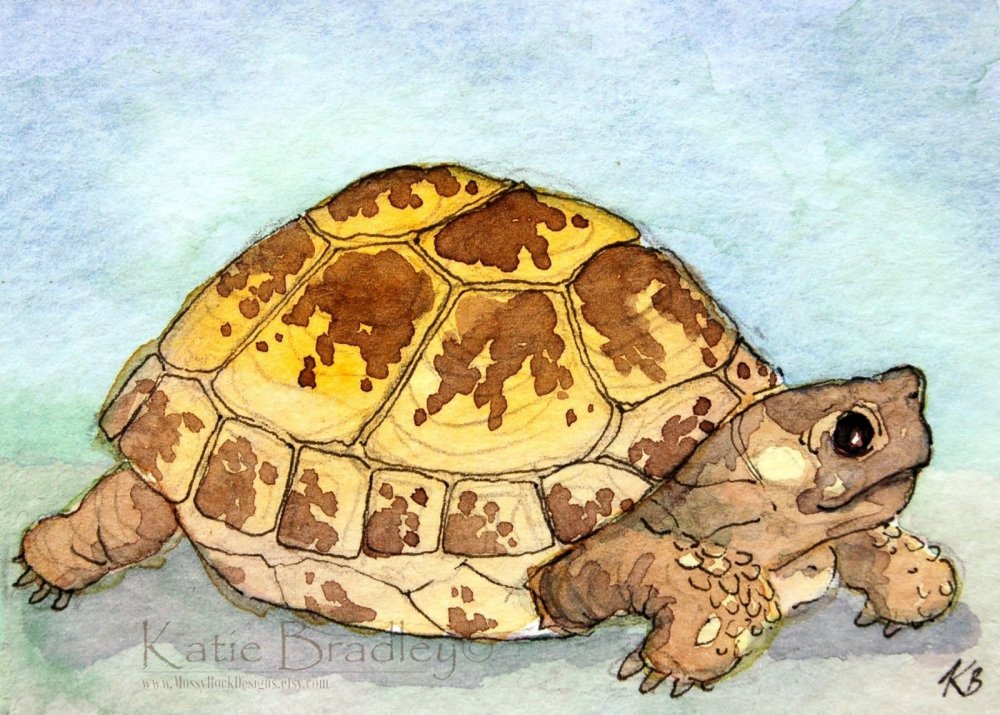 Черепаха фото рисунок
