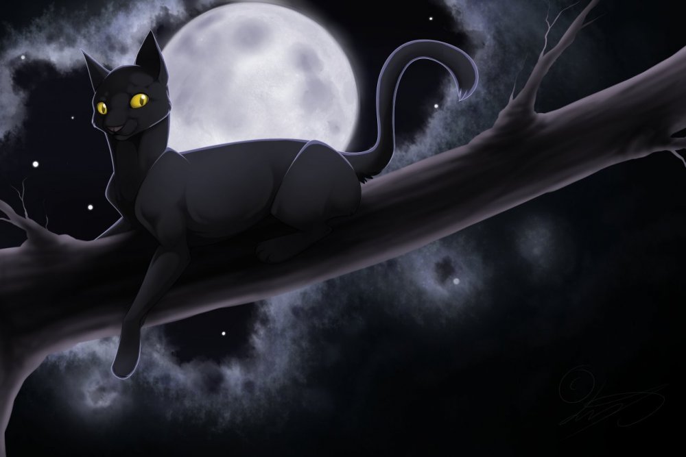 Черный котик коты Воители арт