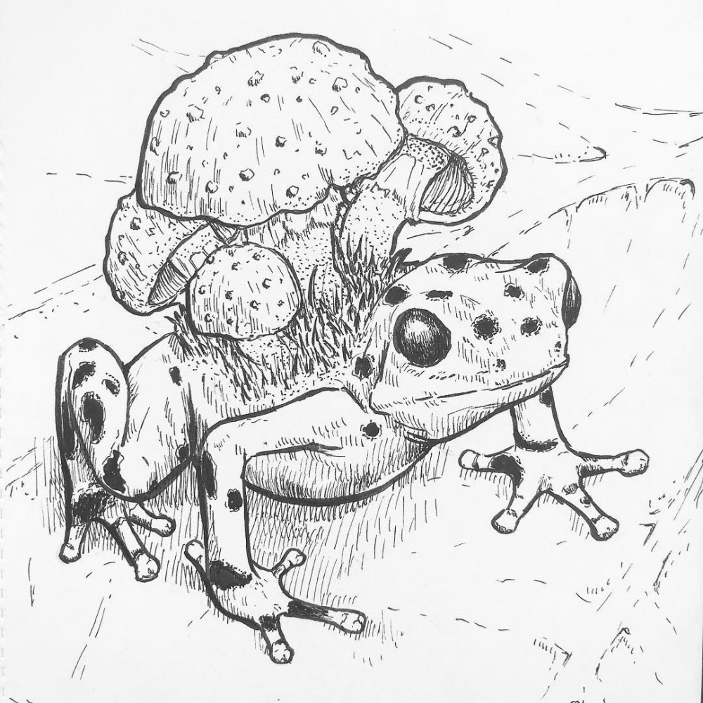 Лягушка и гриб арт