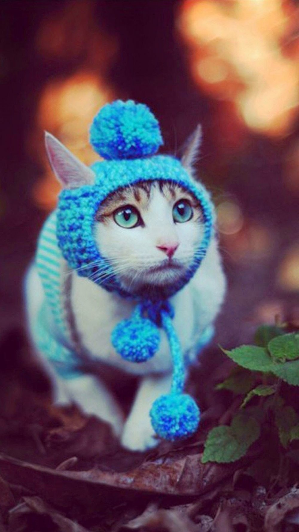 Миленький котик в шапочке