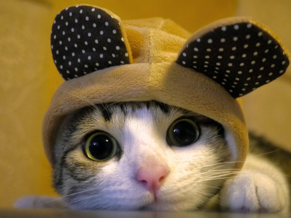 Кот в шапке выпускника