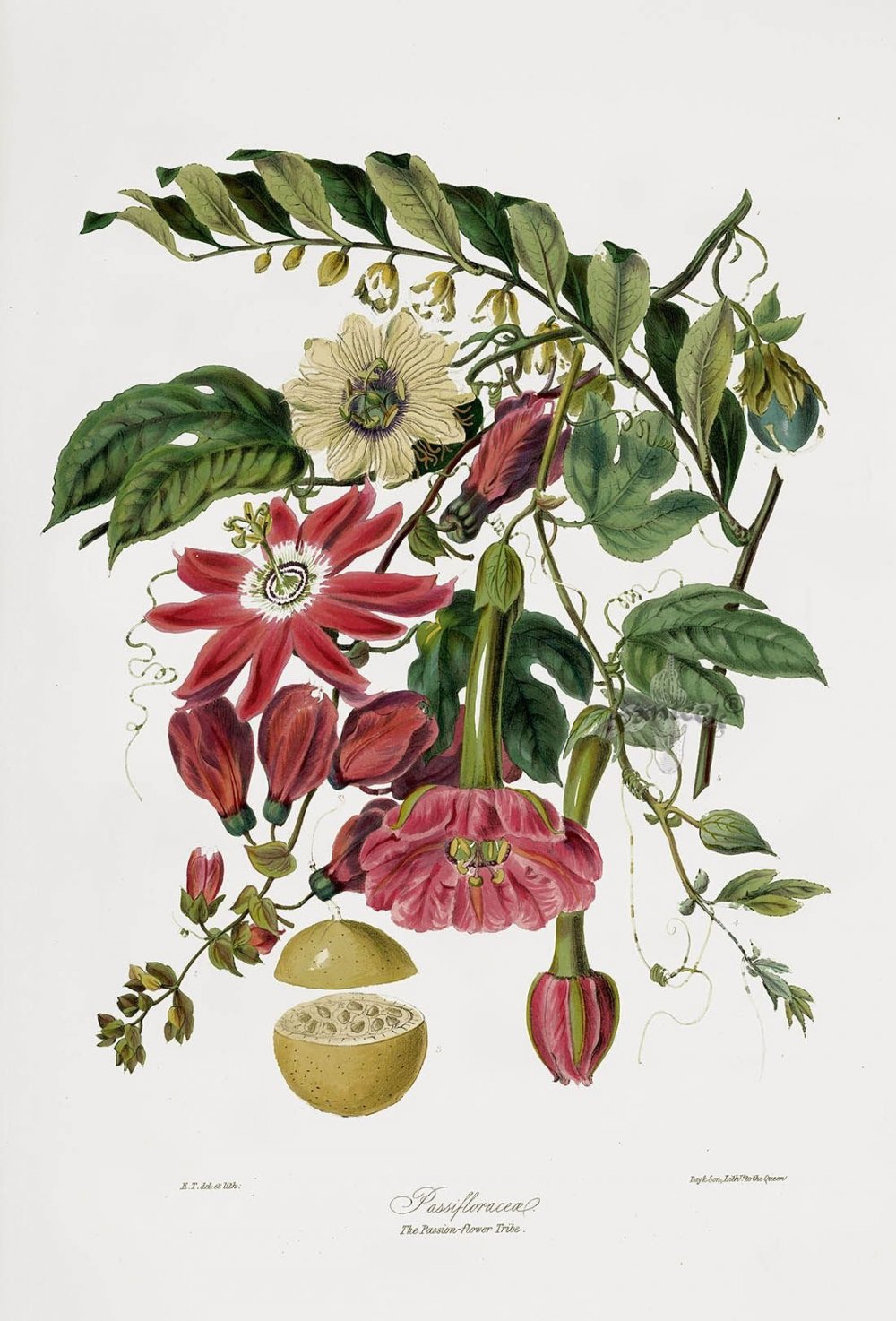 Ботаническая иллюстрация Allium
