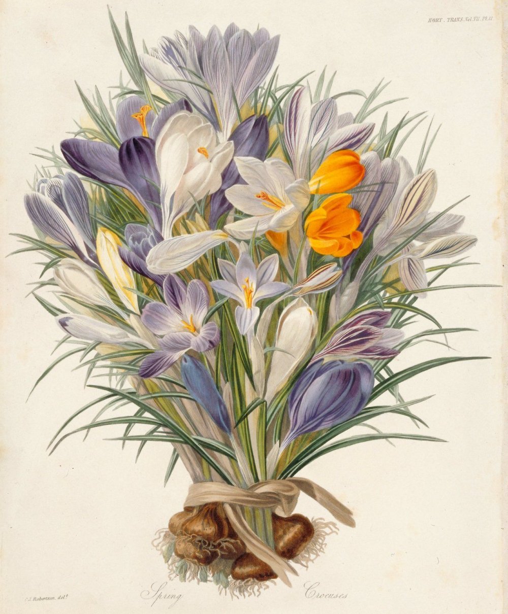 Ботанические иллюстрации Elizabeth Twining