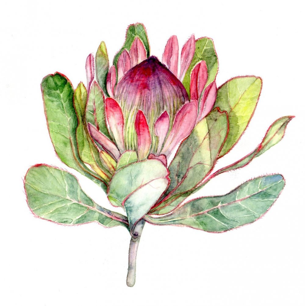 Пион Ботаническая иллюстрация