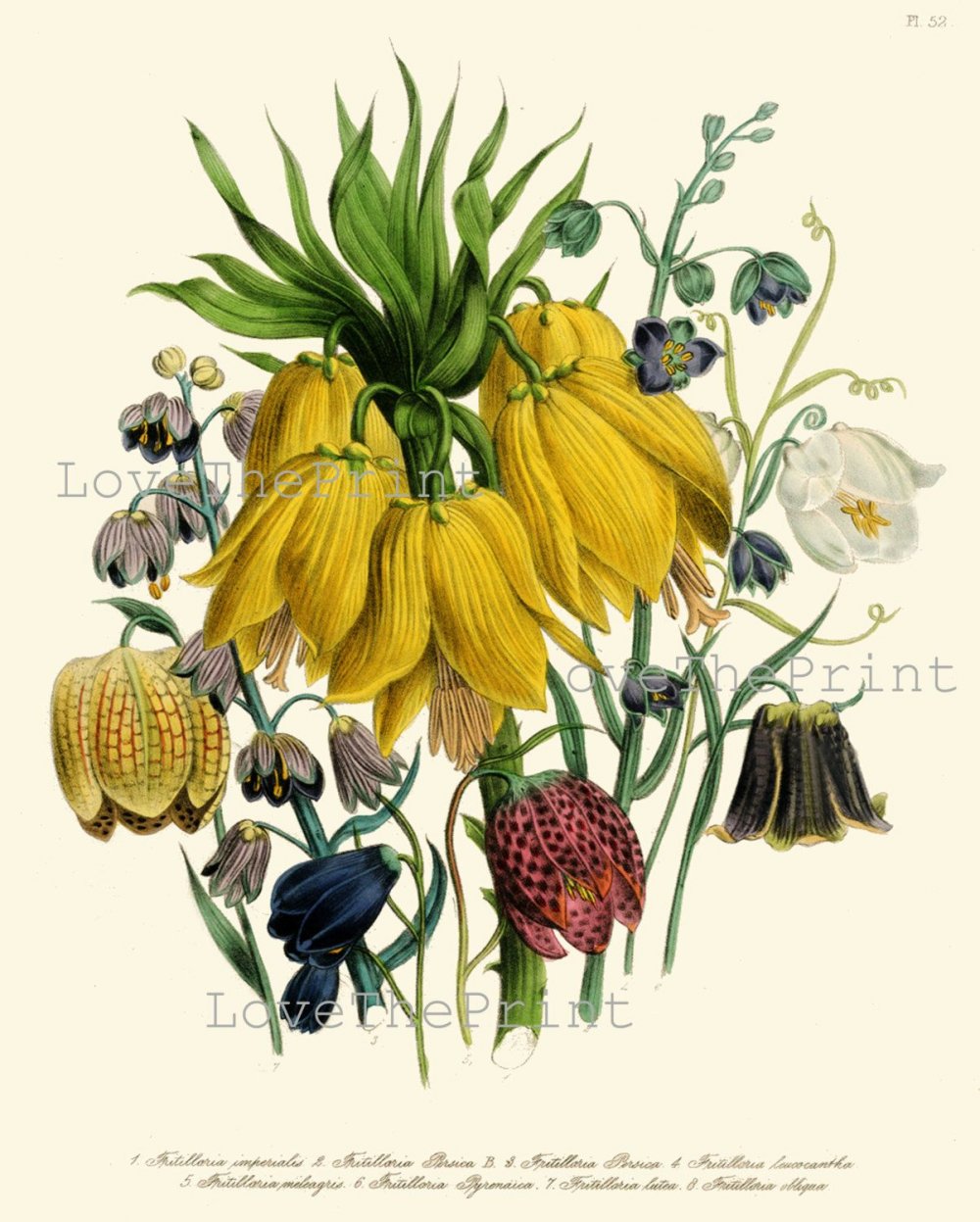 Ботанические иллюстрации Elizabeth