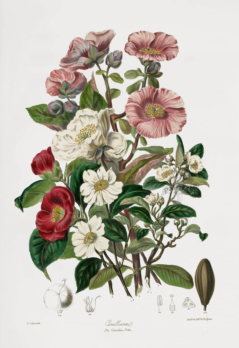 Иллюстрации цветов Ботанические Хелиборус