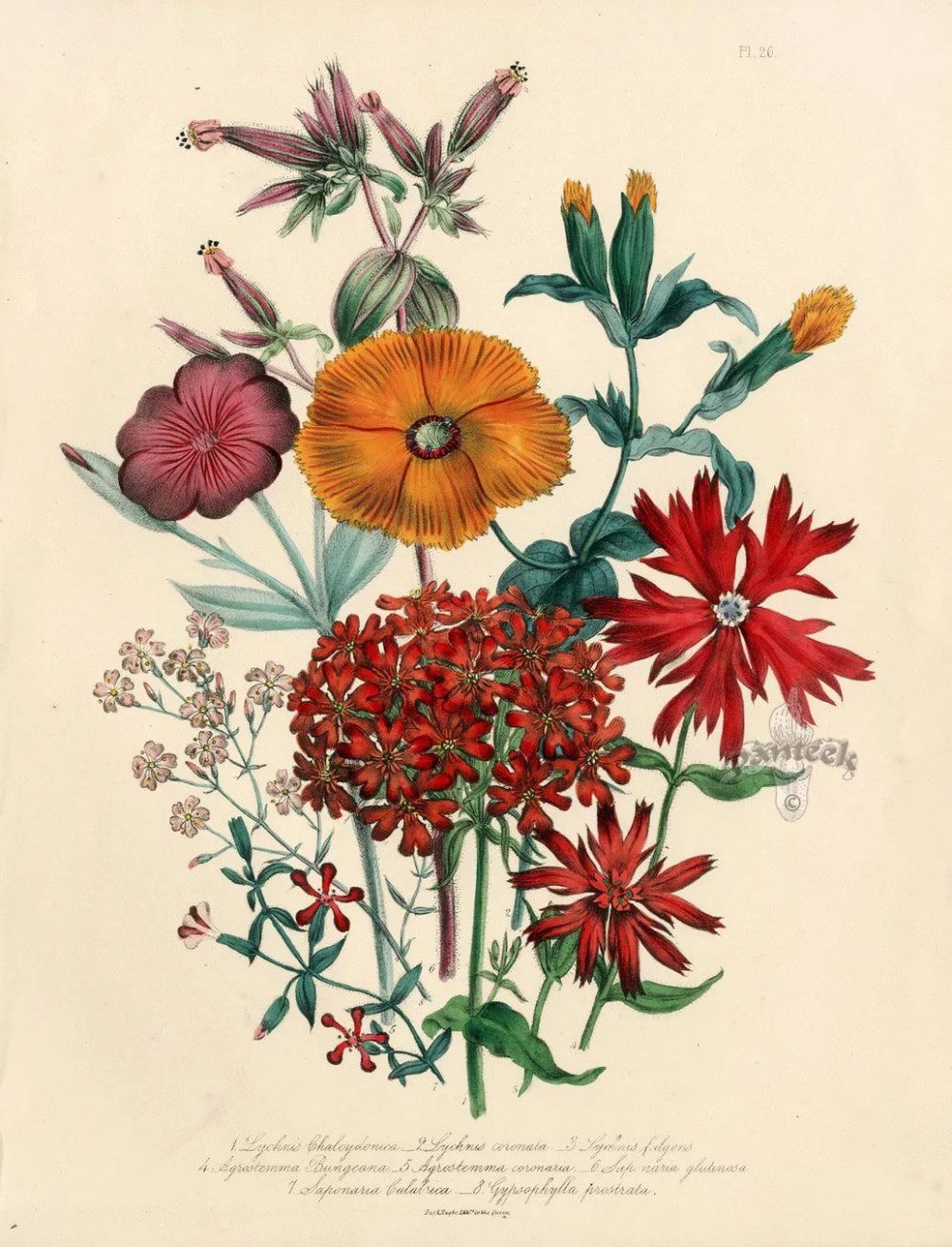 Ботаническая иллюстрация