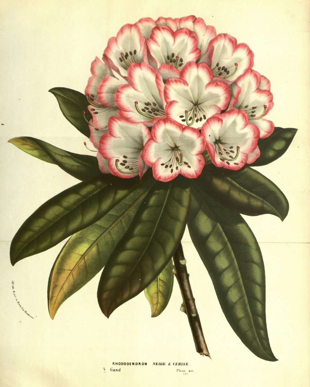 Aesculus hippocastanum Ботанический рисунок