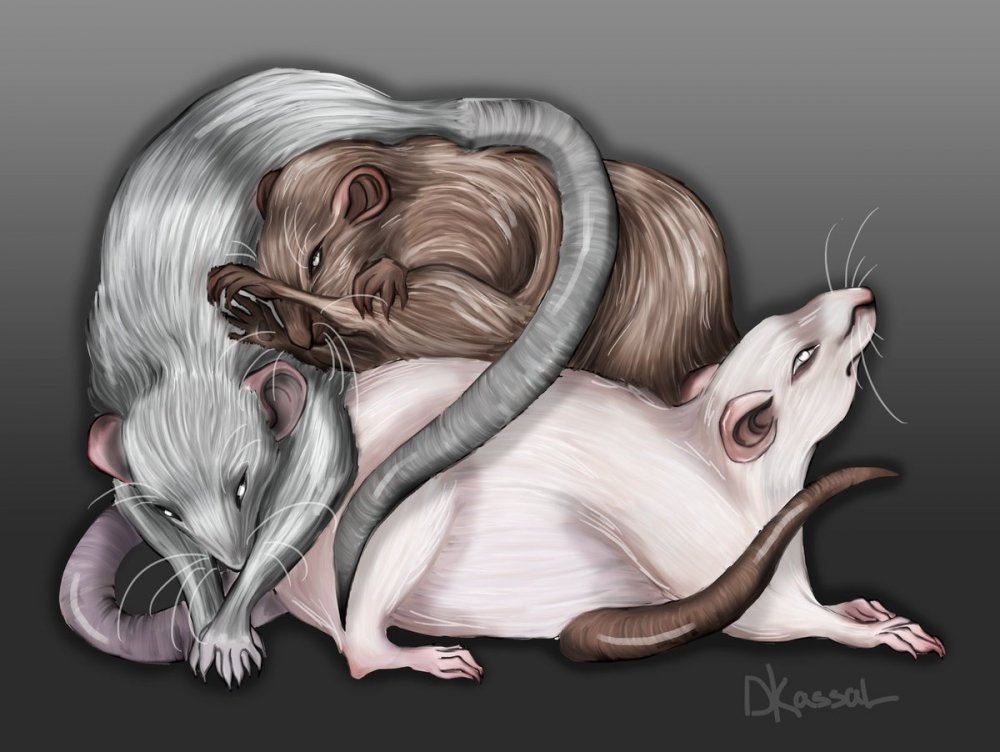 Милые арты крыс
