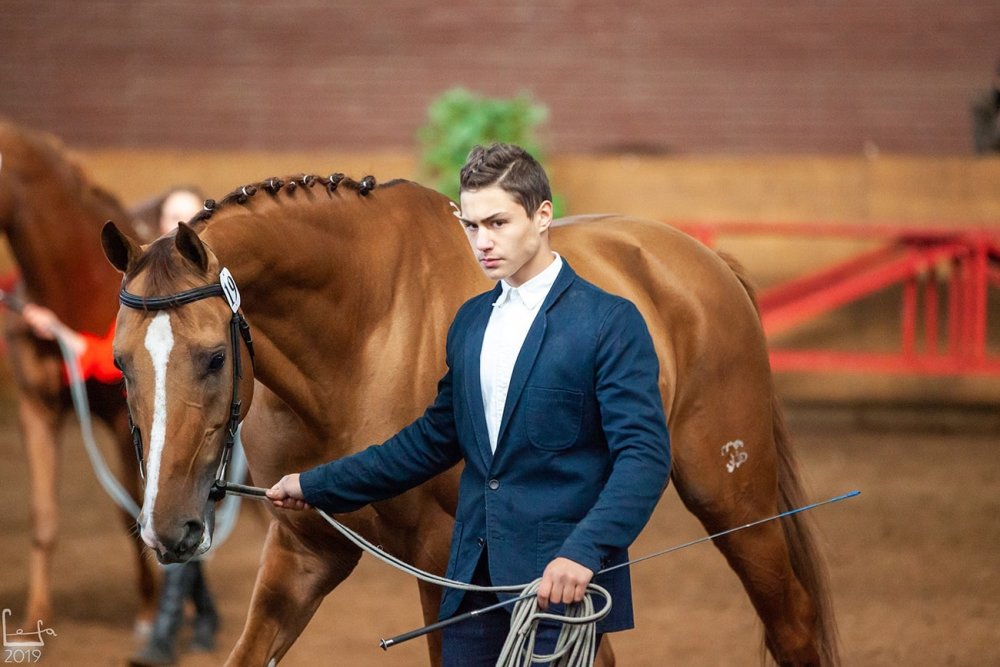 Будённовская лошадь выставка