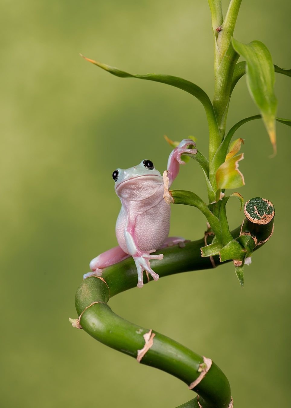 Розовая лягушка