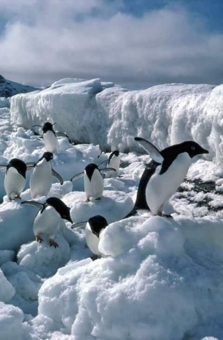 Субантарктический Пингвин в Антарктиде