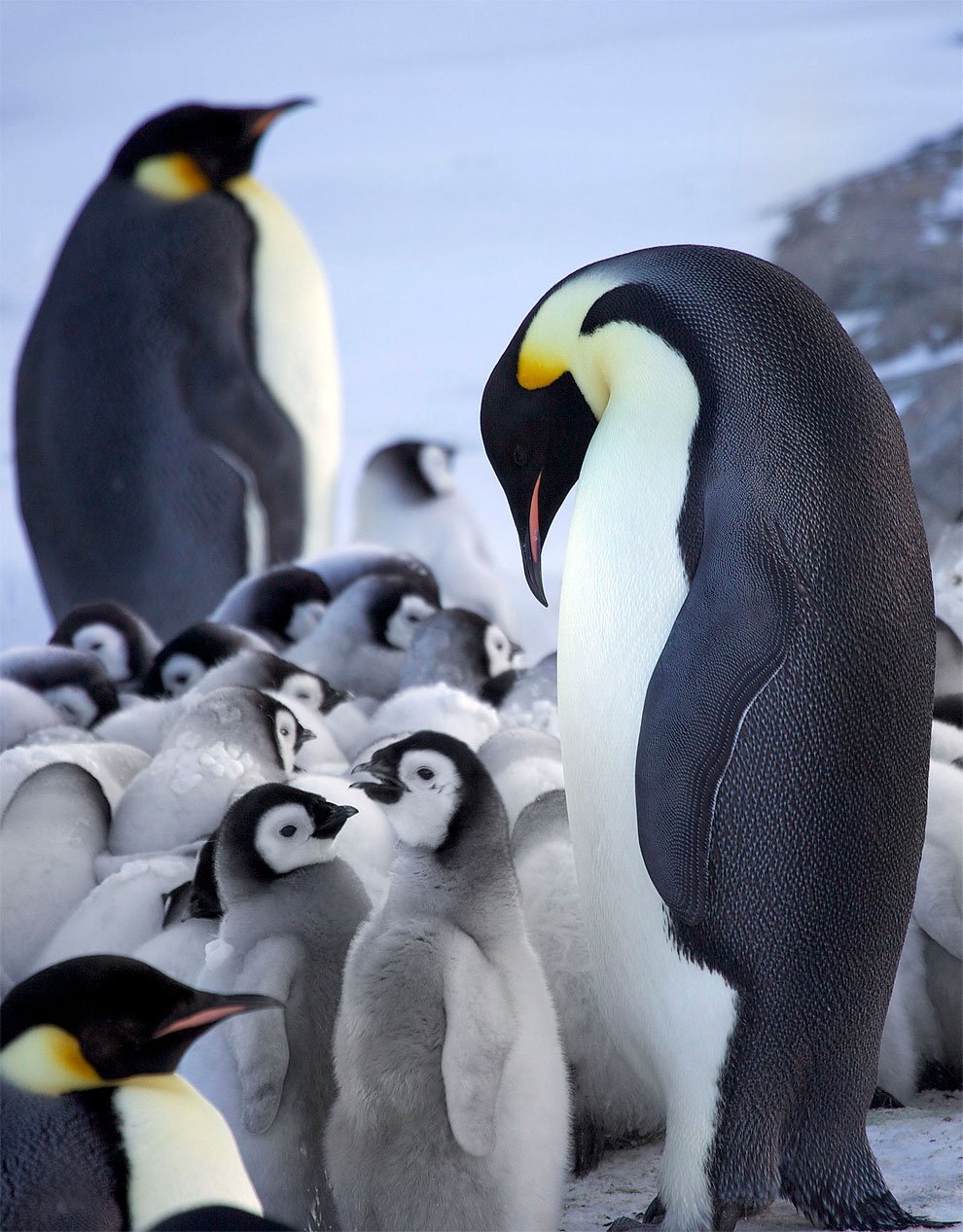 Водоплавающие птицы Пингвин