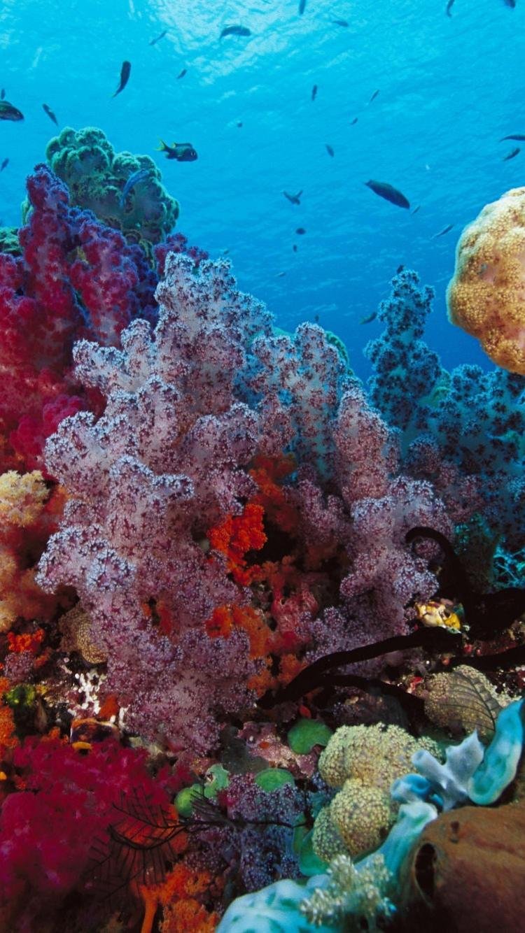 Риф коралловый Coral Sea