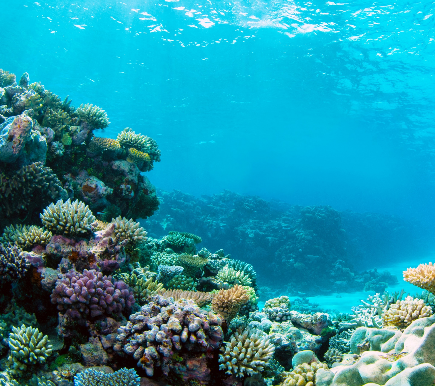 Подводный риф риф. Атлантический океан коралловый риф. Рифы в Египте. Дно океана. Про дно океана