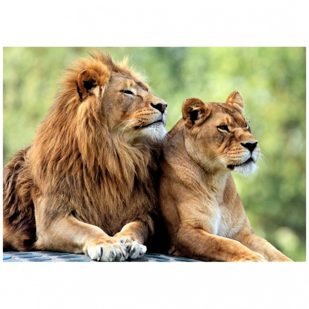 Лев и львица вместе