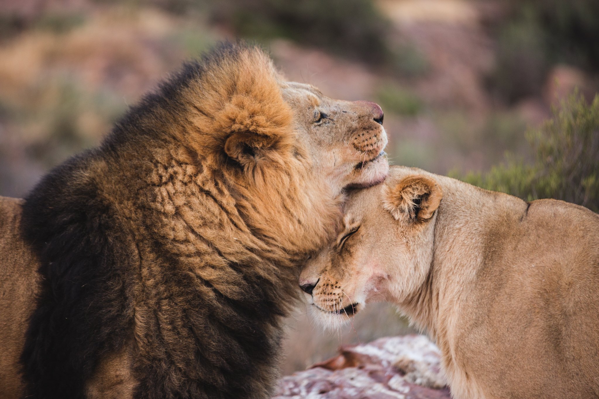 Любовный лев неделя. Лев и львица. Пары животных. Лев. Пара животных любовь.